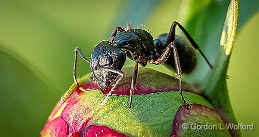 Ant On A Peony Bud_P1120860.jpg - Photographed near Smiths Falls, Ontario, Canada.